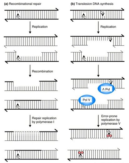 repair replication